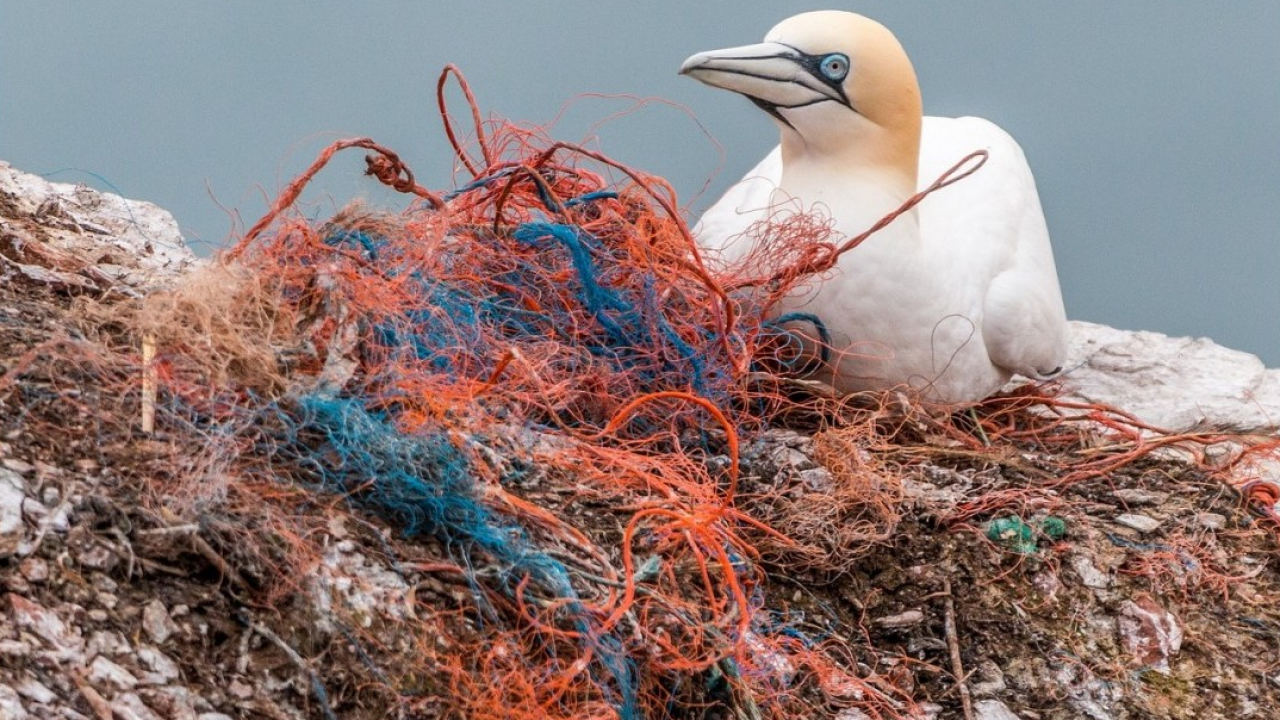 WWF: attrezzi da pesca fantasma mettono a rischio le aree marine protette italiane