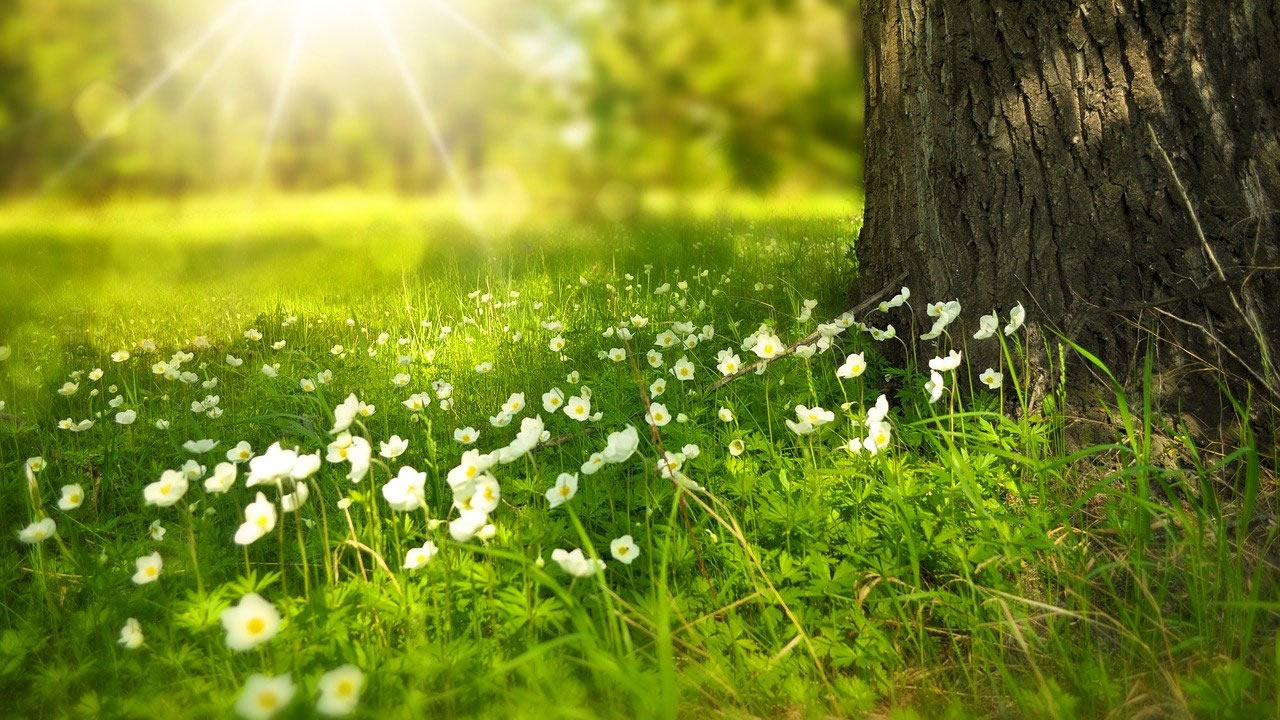 Festa della biodiversità, gli Champs-Élysées di Parigi trasformati in giardino